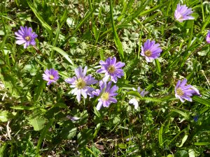 Anemone Violett