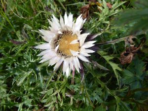 Silberdistel