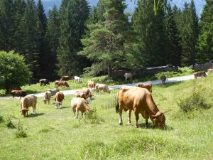 Sommerweide