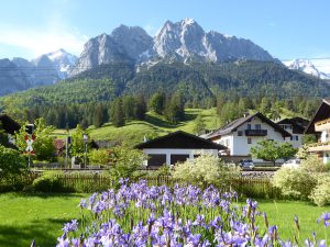 Iris der Urgroßmutter