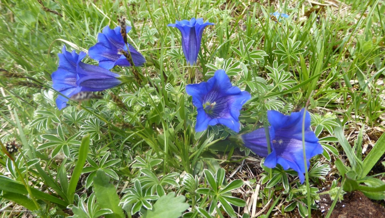 Auf der Bergwiese