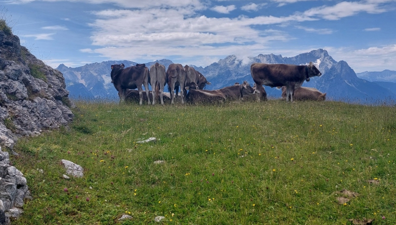 Auf der hohen Alm