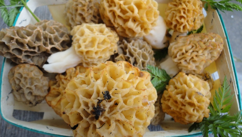 Grainauer Morchel-Risotto…