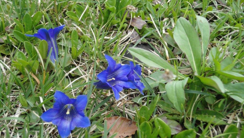 Blau blüht er….