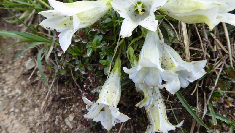 Bergsommer der Blumen