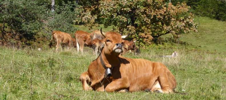 Schönheiten