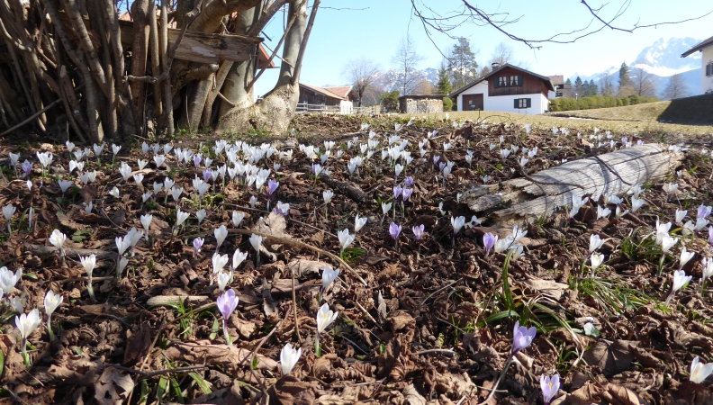 Der erste Krokus
