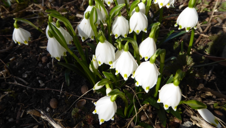 Im Garten Frühlingsknotenblumen