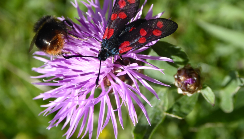 Rotwidderchen in der Wiese