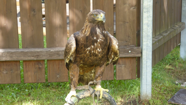 Steinadler