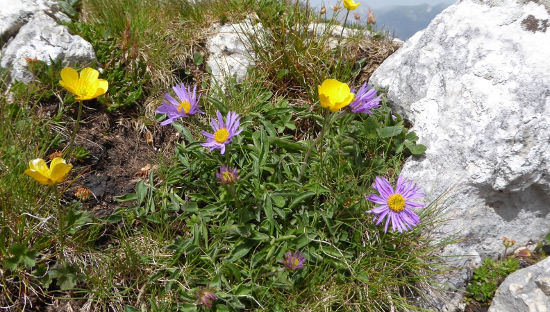 Bergsommer