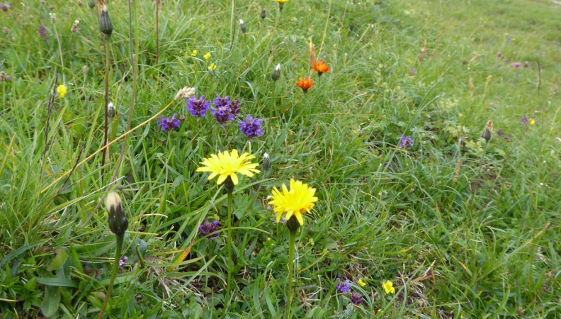 Geheimnis der Bergwiese